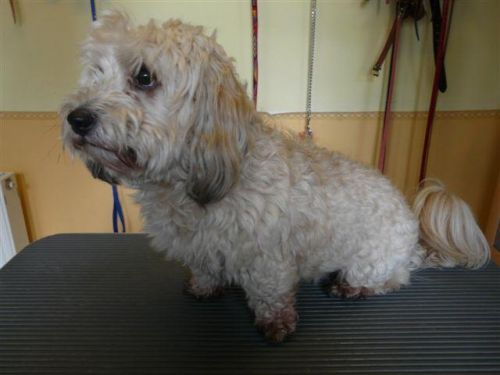 Döme a havanese
